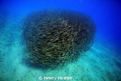 Barracuda by Helmy Hashim 